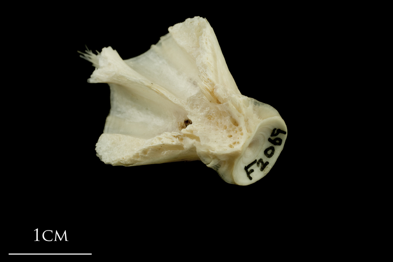 Haddock basioccipital anterior view