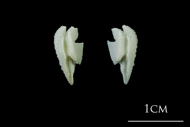 Northern pike otolith(s) view 2