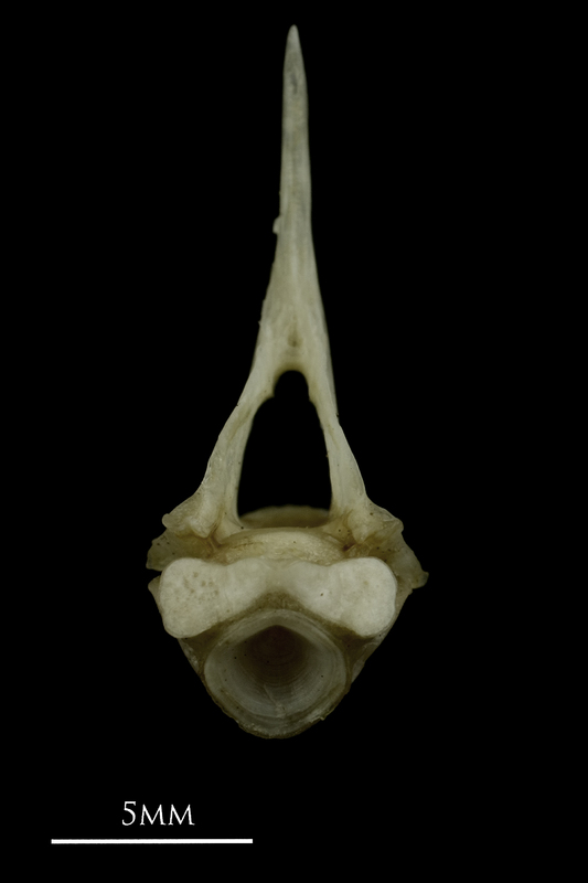 Common pandora first vertebra anterior view