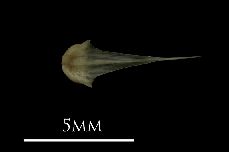 Eelpout vomer dorsal view