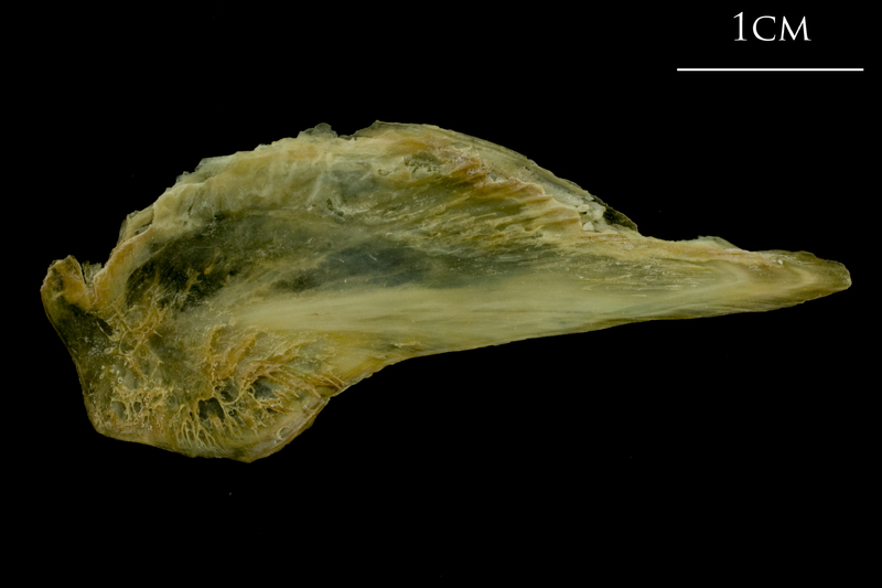 Saithe subopercular medial view