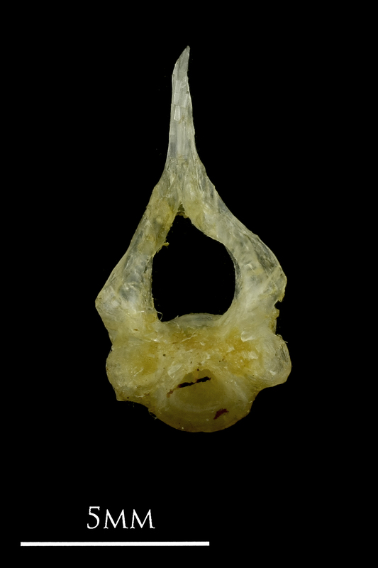 Ruffe first vertebra anterior view