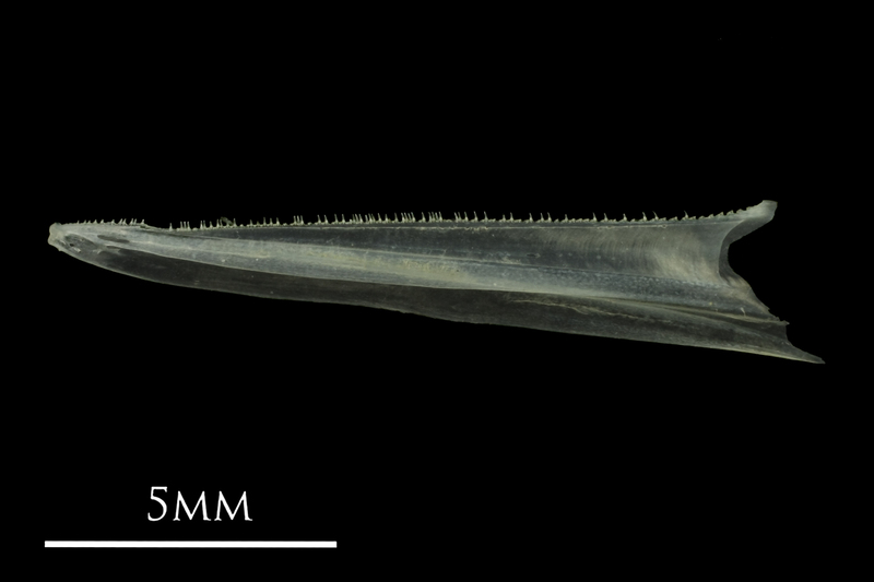 European anchovy dentary lateral view