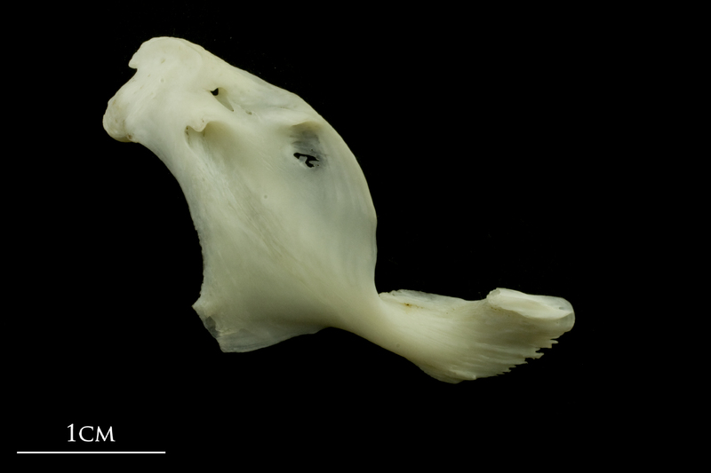 Common carp maxilla medial view