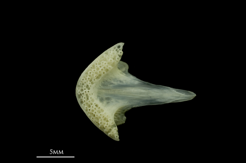 Bullrout vomer ventral view