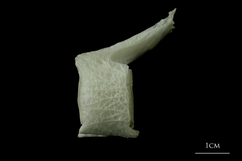 Angler fish caudal vertebra lateral view