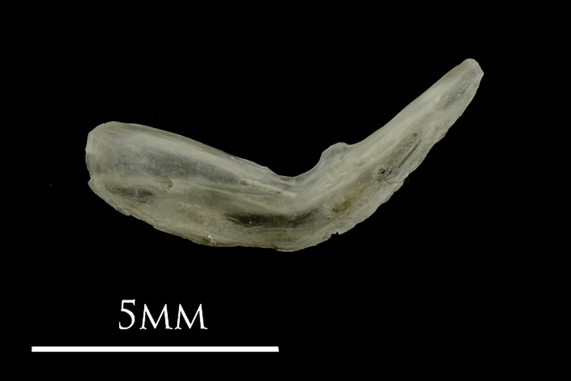 Eelpout preopercular lateral view