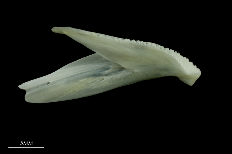 European seabass dentary medial view