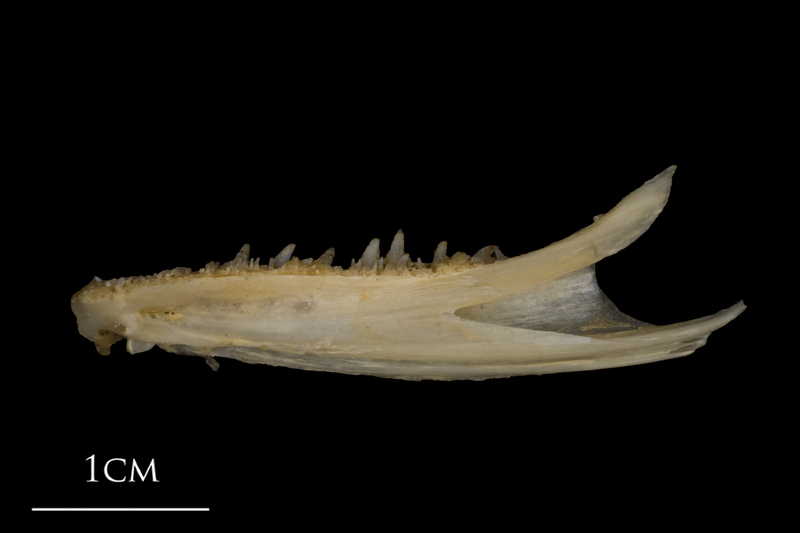 Shore rockling dentary lateral view