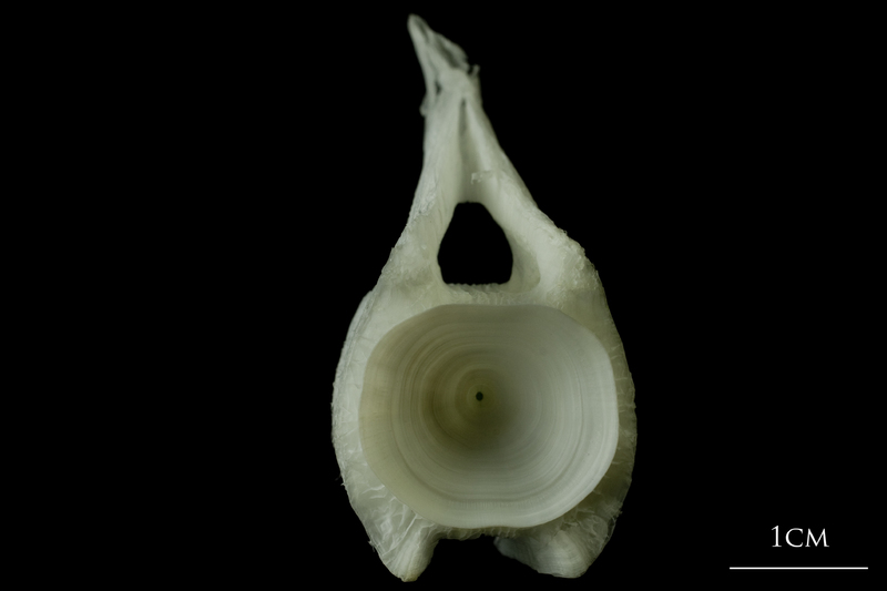 Angler fish caudal vertebra anterior view