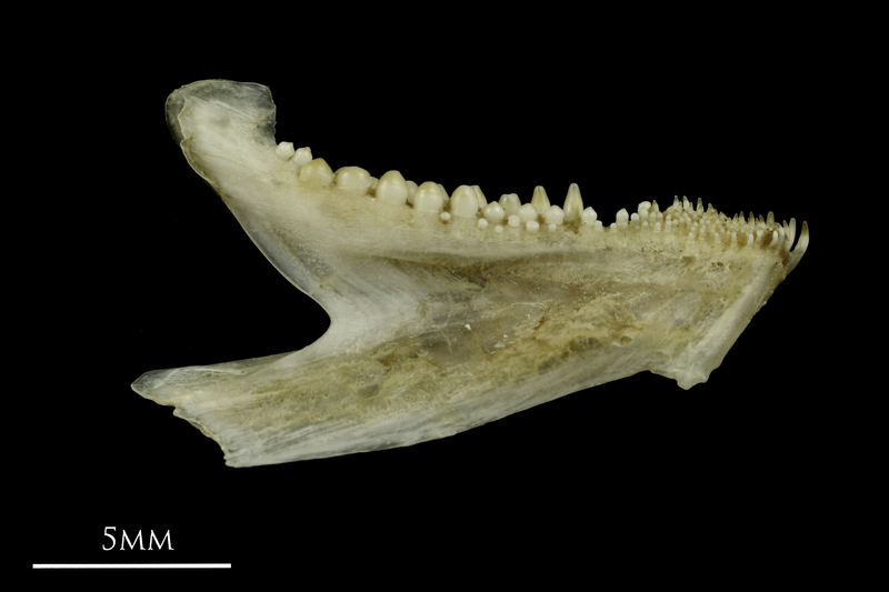 Common pandora dentary medial view