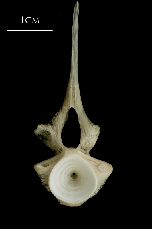 Atlantic halibut precaudal vertebra posterior view