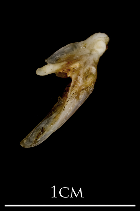 Sea scorpion posttemporal lateral view