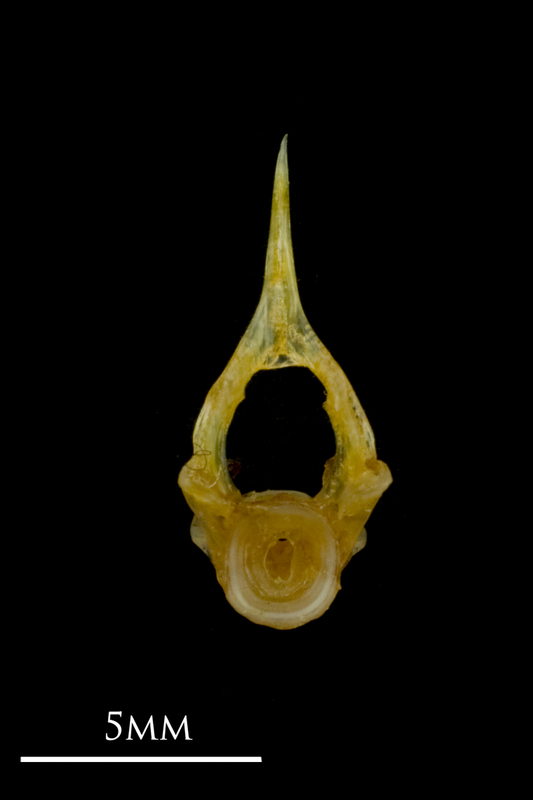 Grey gurnard precaudal vertebra anterior view