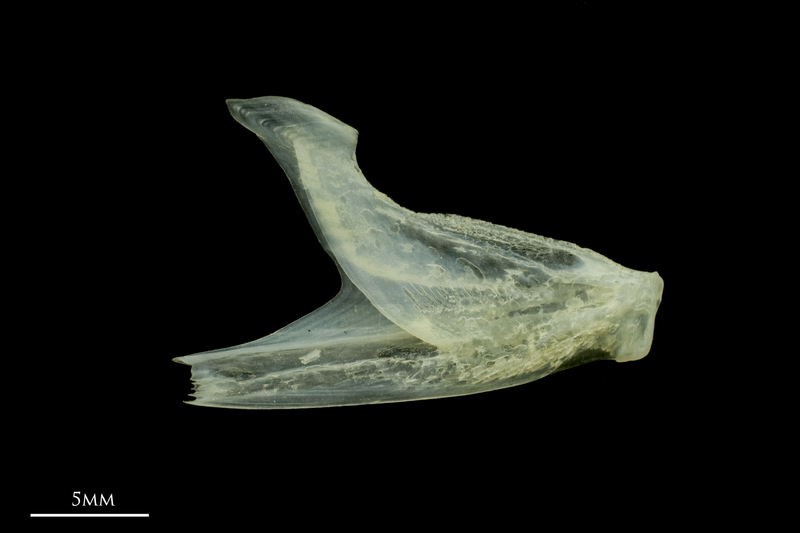 Scad dentary medial view