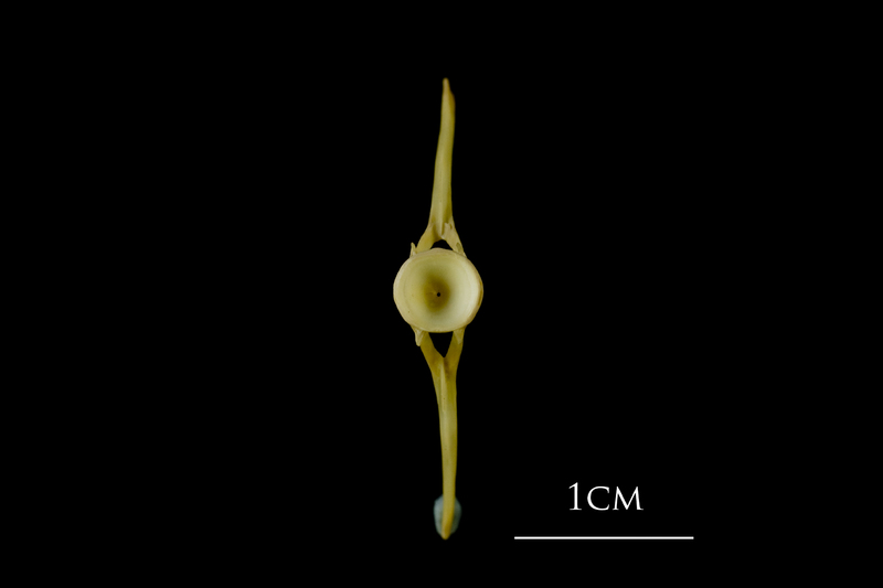 Atlantic cod ultimate vertebra anterior view