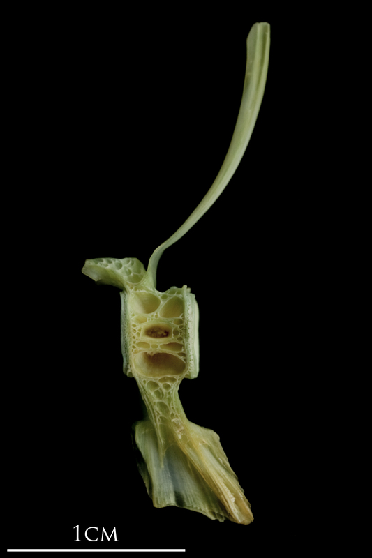 John dory caudal vertebra lateral view