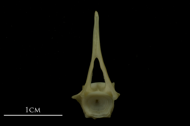 Bib precaudal vertebra anterior view