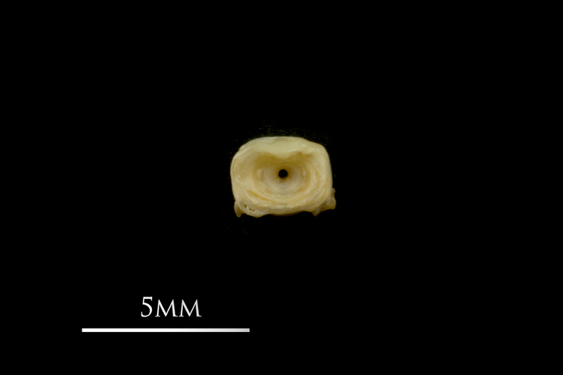 Vendace first vertebra anterior view