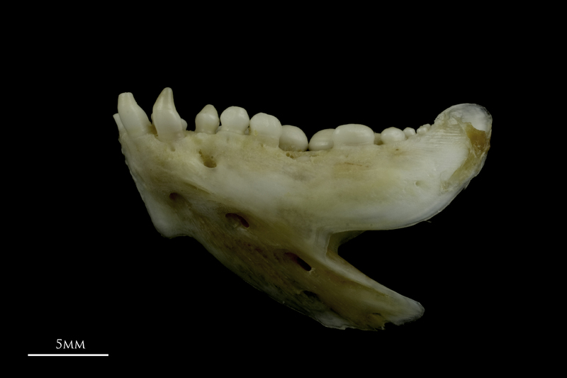 Couch's seabream dentary lateral view