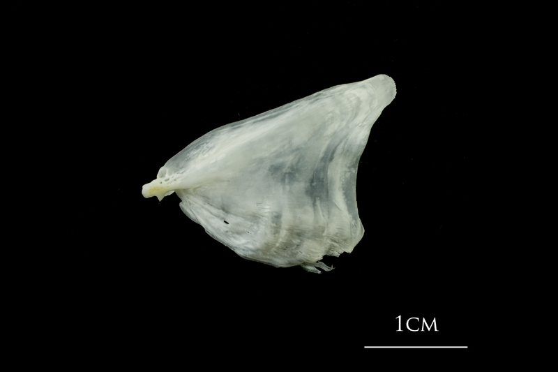 European plaice opercular lateral view