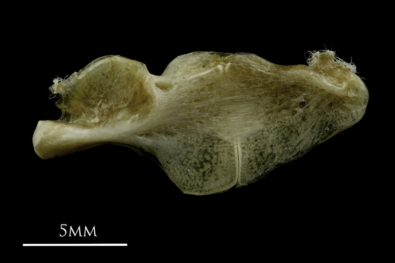 Common pandora ceratohyal epihyal complex lateral view