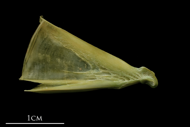 John dory quadrate medial view