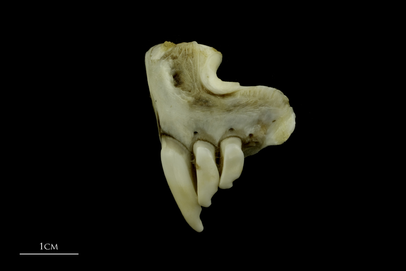 Grey Triggerfish premaxilla lateral view