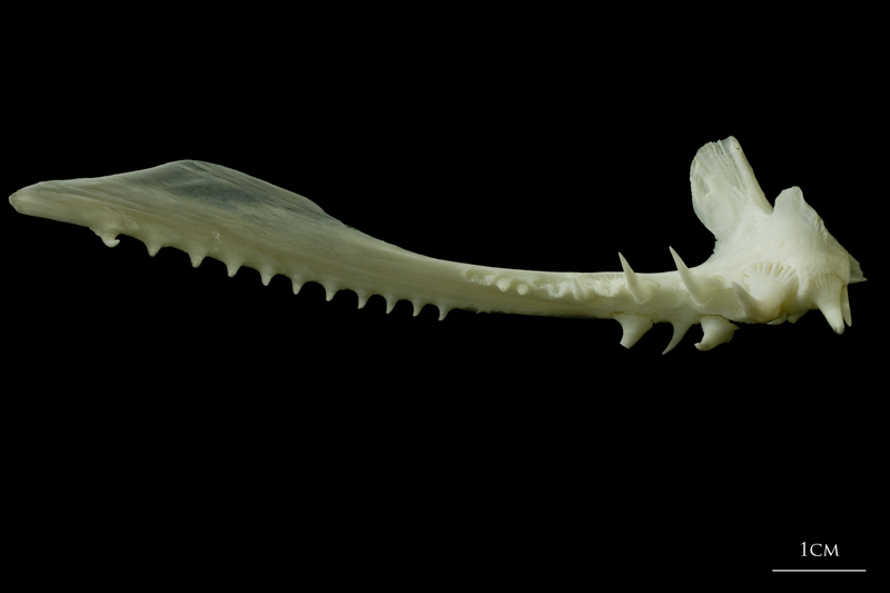 Angler fish premaxilla medial view