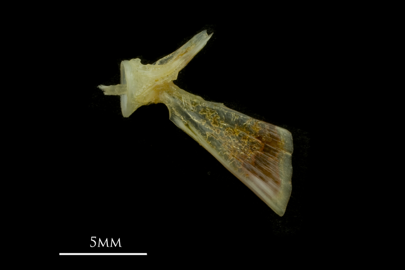 Black seabream ultimate vertebra lateral view