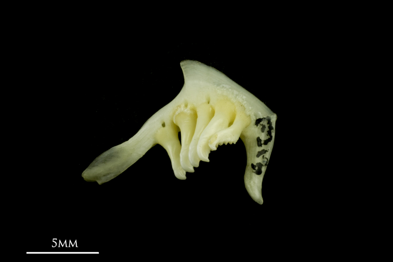 Rudd pharyngeal dorsal view