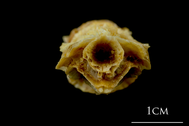 Northern pike basioccipital - first vertebra anterior view