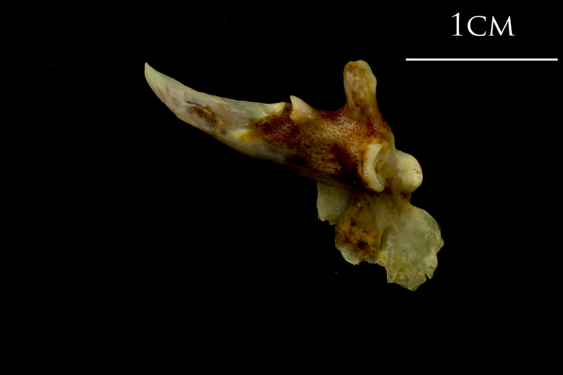 Ballan wrasse posttemporal lateral view