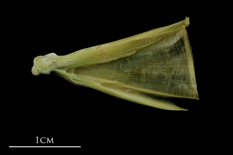 John dory quadrate lateral view