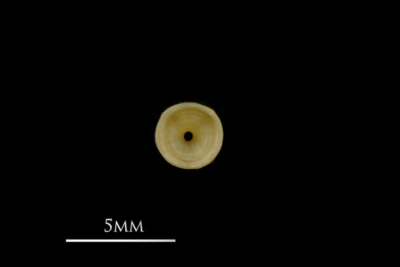 Vendace precaudal vertebra anterior view