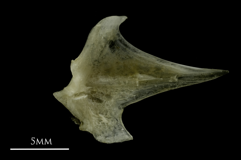 Common pandora articular medial view