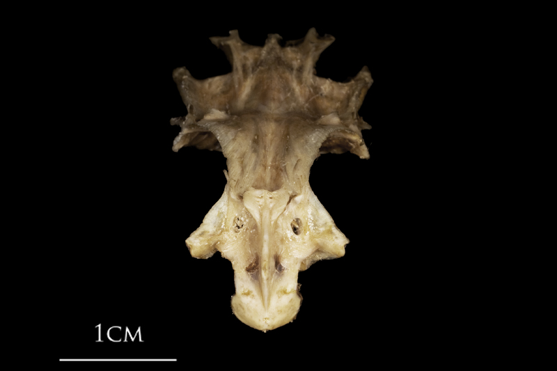 White grouper parasphenoid basioccipital vomer complex anterior view