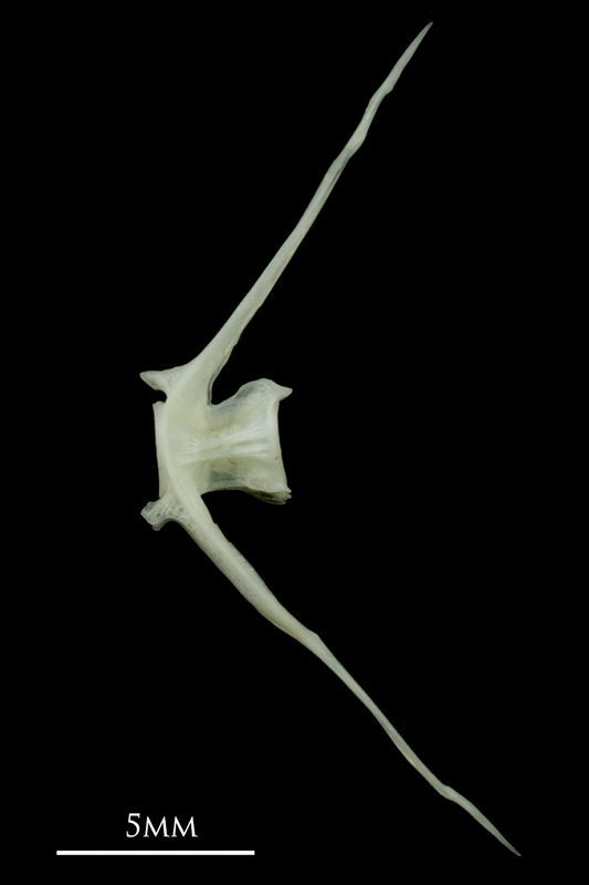 Poor cod caudal vertebra lateral view