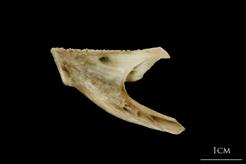 Turbot dentary medial view