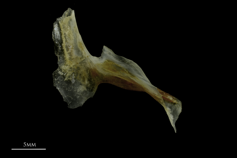 Couch's seabream for assessment medial view