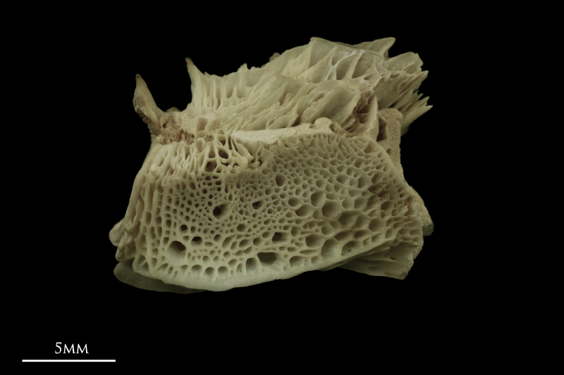 Atlantic salmon basioccipital lateral view