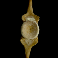photo of Atlantic bluefin tuna  caudal vertebra anterior view