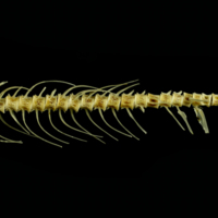 photo of Trout caudal vertebra lateral view