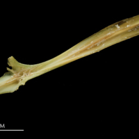 photo of John dory parasphenoid dorsal view