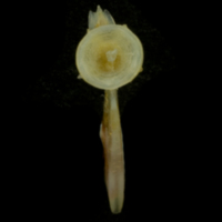 photo of Black seabream ultimate vertebra anterior view