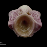 photo of Meagre first vertebra posterior view