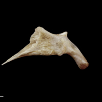 photo of Red seabream palatine medial view