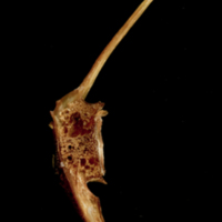photo of Catfish precaudal vertebra lateral view