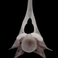 photo of Parrot fish first vertebra anterior view