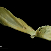 photo of John dory maxilla medial view